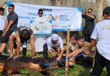 Sembelih 10 Ekor Sapi Kurban Idul Adha 1445 H, Ini Kata Ketua Yayasan Kalbu Peduli Nusantara