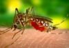 Bahaya Nyamuk Malaria dan Cara Efektif Mengatasinya