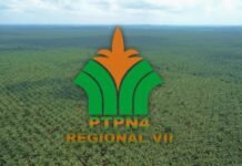 PTPN IV Regional 7 KSO: Optimisme Menyambut Akhir Tahun 2024 PTPN IV Regional 7 KSO