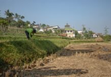 Perjuangan Warga Relokasi Dalam Mencari Sesuap Nasi