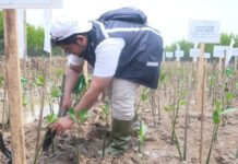 ASDP Indonesia Ferry Tanam 3000 Pohon Mangrove di Tangerang