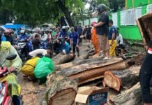 Pohon Tumbang Akibat Hujan dan Angin Kencang di Jalan Narogong Kelapanunggal, BPBD Kabupaten Bogor: Situasi Sudah Kondusif