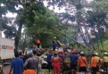 Pohon Tumbang di Ciawi Akibatkan Kemacetan dan Luka-Luka, Arus Lalin sudah Kembali Normal