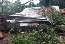 Pohon Tumbang Timpa Lapak Bakso, Kemacetan Arus Lalu Lintas Tak Terhindarkan