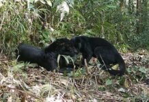 Dua Macan Kumbang Diduga Hendak Bereproduksi Terekam di TNGHS, Diperkiran ada 50 Ekor Sebarannya di Bogor, Sukabumi, Lebak