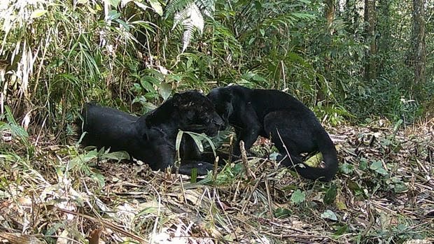 sepasang-macan-kumbang-terekam-kamera-di-taman-nasional-gunung-halimun-salak-tnghs-wilayah-lebak-banten-foto-dok-balai-tnghs_169