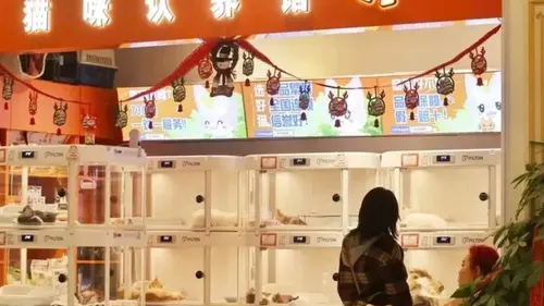 028221100_1735110788-cat-vending-machine-750x528