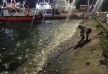 Ribuan Ikan Kecil Melompat ke Daratan di Pelabuhan Panjang, BMKG Jelaskan Penyebabnya