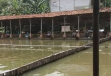 Nikmati Akhir Pekan Bersama Keluarga di Telaga Arwana, Tempat Wisata Alam di Depok