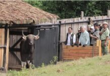 Taman Safari Indonesia Lakukan Pelepasliaran Empat Banteng Jawa ke Habitat Asli