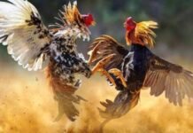 Polsek Gunung Putri Gerebek Sabung Ayam, 19 Motor dan 12 Ayam Disita