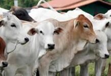 Kementan Pastikan Stok Daging Sapi dan Kerbau Aman untuk Ramadan dan Lebaran 2025