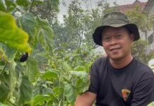 Panen Terong Ungu, Lapas Kotaagung Wujudkan Ketahanan Pangan!