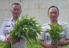Pasca Panen Terong, Lapas Kotaagung Kini Panen Kangkung