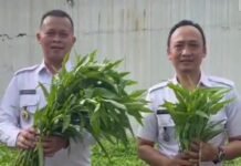 Pasca Panen Terong, Lapas Kotaagung Kini Panen Kangkung