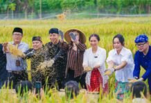 Panen Raya Padi Organik di Mulyaharja, Bukti Ketahanan Pangan Kota Bogor Wali Kota Bogor, Dedie A. Rachim, bersama para wakil menteri dan utusan khusus presiden memanen padi organik di kawasan Agro Eduwisata Mulyaharja, Kamis (17/4/2025). Panen raya ini menjadi simbol ketahanan pangan perkotaan dan komitmen pengembangan ekowisata berbasis masyarakat di Kota Bogor. Foto: Harnas.id