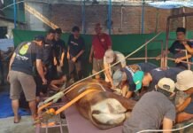 Idul Adha 2025, Masjid Jami Al-Muwahhidiin Cilodong Salurkan 41 Hewan Kurban ke Warga Sekitar Panitia dan warga bergotong-royong saat proses penyembelihan hewan kurban di Masjid Jami Al-Muwahhidiin, Sukamaju, Depok, Senin (10/6/2025). Foto: Harnas.id