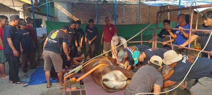 Panitia dan warga bergotong-royong saat proses penyembelihan hewan kurban di Masjid Jami Al-Muwahhidiin, Sukamaju, Depok, Senin (10/6/2025). Foto: Harnas.id