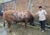 BK Corp Berqurban di Idul Adha 2025: “Berqurbanlah dengan Korban Terbaik, Terutama untuk Bekal Akhirat”