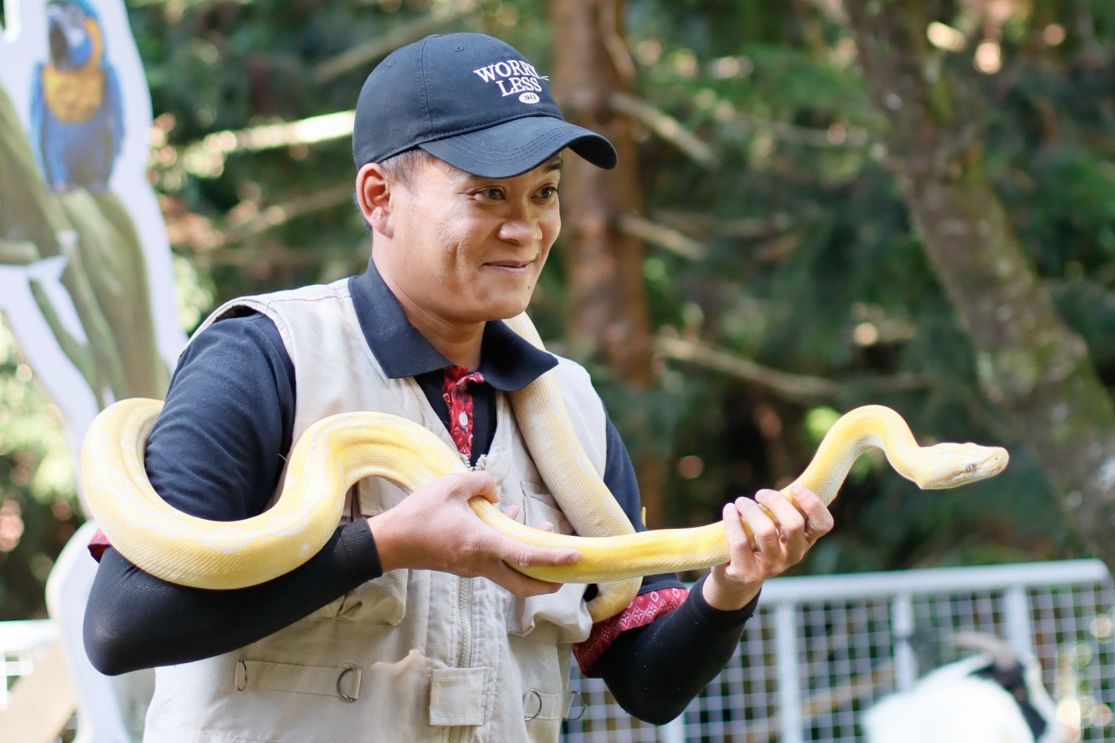 Petugas Animal Explorer Club di Pesona Alam Resort & Spa, Cisarua, menunjukkan ular jinak sebagai bagian dari edukasi satwa untuk anak-anak dan keluarga. Foto: Istimewa