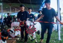 Festival Ternak Domba dan Kambing Bogor Hidupkan UMKM dan Pariwisata