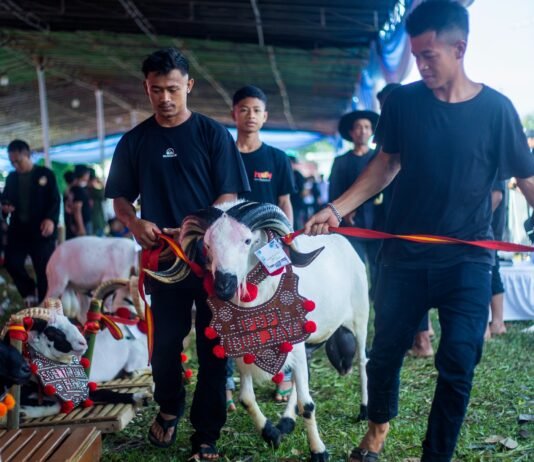 Festival Ternak Domba dan Kambing Bogor Hidupkan UMKM dan Pariwisata
