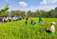 SRP Perkuat Petani dan Bangun Tata Kelola Beras Berkelanjutan untuk Indonesia Maju