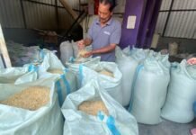 APOB Boyolali dan Rikolto Sukses Kembangkan Beras SRP Ramah Lingkungan: 1.800 Petani Nikmati Hasil Pertanian Berkelanjutan Petani binaan menunjukkan hasil panen beras SRP yang sehat dan ramah lingkungan, hasil kolaborasi sukses dengan Rikolto di Boyolali, Jawa Tengah. Foto: Harnas.id