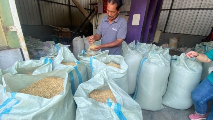 Petani binaan menunjukkan hasil panen beras SRP yang sehat dan ramah lingkungan, hasil kolaborasi sukses dengan Rikolto di Boyolali, Jawa Tengah. Foto: Harnas.id