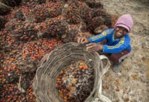 Pelaku Industri Sawit Siap Tingkatkan Perlindungan Terhadap Perempuan dan Anak