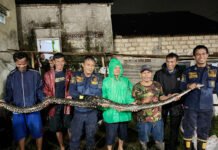 Lima Jam Evakuasi, Ular Sanca Raksasa Keluar dari Bawah Kontrakan di Bogor Barat Petugas Damkar Kota Bogor mengevakuasi ular sanca dari bawah pondasi rumah warga di Curug Mekar. Foto: Damkar Bogor.