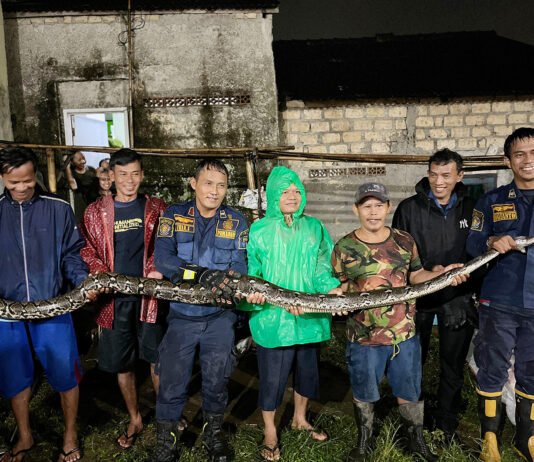 Lima Jam Evakuasi, Ular Sanca Raksasa Keluar dari Bawah Kontrakan di Bogor Barat Petugas Damkar Kota Bogor mengevakuasi ular sanca dari bawah pondasi rumah warga di Curug Mekar. Foto: Damkar Bogor.