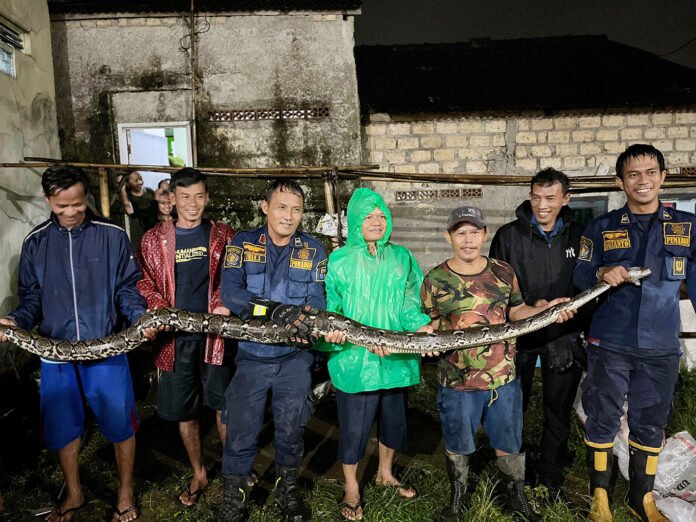 Petugas Damkar Kota Bogor mengevakuasi ular sanca dari bawah pondasi rumah warga di Curug Mekar. Foto: Damkar Bogor.