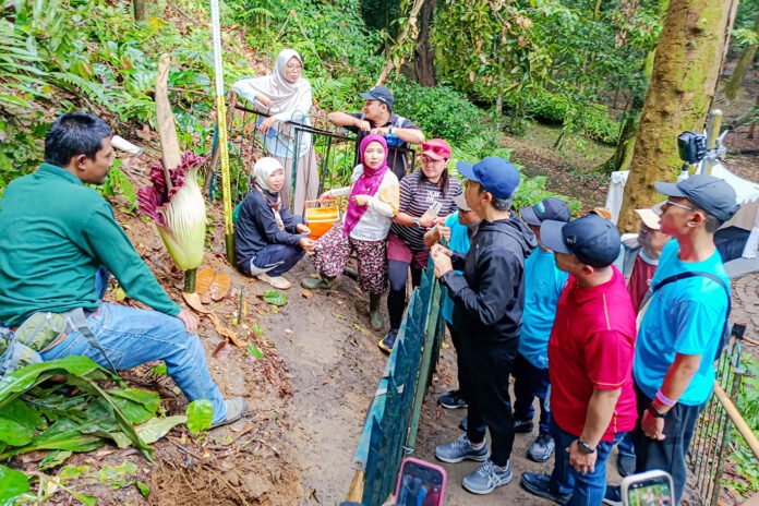 Pengunjung menyaksikan mekarnya bunga bangkai raksasa di Kebun Raya Bogor. Foto: Pemkot Bogor.
