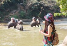 Indonesia Resmi Larang Tunggangi Gajah, Langkah Baru Pariwisata dan Kesejahteraan Satwa Atraksi menunggangi gajah yang kini dihentikan demi kesejahteraan satwa. Foto: Freepik.