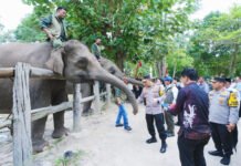 Kapolri dan Titiek Soeharto Turun ke Tesso Nilo, Soroti Masa Depan Habitat Gajah Sumatera Peninjauan kawasan konservasi Gajah Sumatera di Taman Nasional Tesso Nilo. Foto: Humas Polri