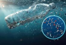 Nanoplastik Bisa Masuk ke Darah Manusia Ini Penjelasan Pakar IPB Ilustrasi partikel plastik berukuran mikro dan nano dalam tubuh manusia. Foto: Istimewa