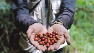 Hasil panen kopi Desa Pajambon yang dikembangkan sebagai komoditas unggulan dalam penguatan ekonomi masyarakat. Foto: BRI