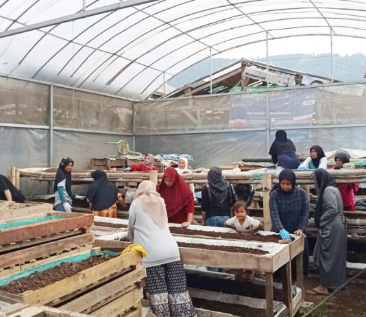 Dari Limbah Jadi Rupiah: Perempuan Bandung Barat Kembangkan Usaha Cacing & Pupuk Organik Onih Suryati mengembangkan budidaya cacing dan pupuk kascing di Bandung Barat, bagian ekosistem usaha ultra mikro. Foto: Humas BRI