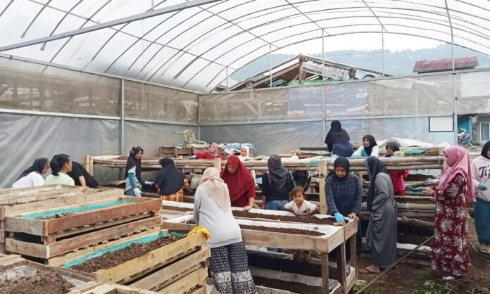 Onih Suryati mengembangkan budidaya cacing dan pupuk kascing di Bandung Barat, bagian ekosistem usaha ultra mikro. Foto: Humas BRI Onih Suryati mengembangkan budidaya cacing dan pupuk kascing di Bandung Barat, bagian ekosistem usaha ultra mikro. Foto: Humas BRI