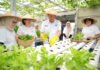 Dari Lahan Tidur ke Lahan Cuan, Program BRInita Bikin Perempuan Buaran Citra Lestari Makin Produktif Aktivitas urban farming kelompok Buaran Citra Lestari di lahan terbatas Jakarta Timur. Foto: Humas: BRI