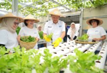 Dari Lahan Tidur ke Lahan Cuan, Program BRInita Bikin Perempuan Buaran Citra Lestari Makin Produktif Aktivitas urban farming kelompok Buaran Citra Lestari di lahan terbatas Jakarta Timur. Foto: Humas: BRI