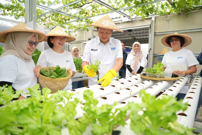 Aktivitas urban farming kelompok Buaran Citra Lestari di lahan terbatas Jakarta Timur. Foto: Humas: BRI