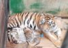 Tiga Anak Harimau Lahir di Prigen, Satu Berwarna Putih Jadi Sorotan Genetik Anak harimau benggala yang baru lahir dalam pengawasan tim konservasi. Foto: Humas Taman Safari