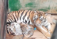 Tiga Anak Harimau Lahir di Prigen, Satu Berwarna Putih Jadi Sorotan Genetik Anak harimau benggala yang baru lahir dalam pengawasan tim konservasi. Foto: Humas Taman Safari