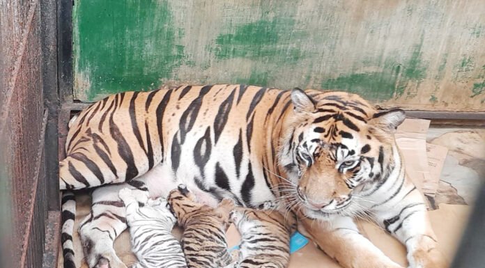 Tiga Anak Harimau Lahir di Prigen, Satu Berwarna Putih Jadi Sorotan Genetik Anak harimau benggala yang baru lahir dalam pengawasan tim konservasi. Foto: Humas Taman Safari
