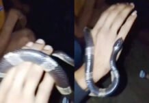 Candaan Ular Weling di Tongkrongan Bogor Berujung Duka, Satu Pemuda Tewas Tangkapan layar video saat korban memperlihatkan ular weling di lokasi tongkrongan sebelum mengalami kondisi kritis. dok. Istimewa