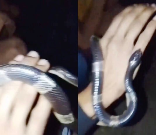 Candaan Ular Weling di Tongkrongan Bogor Berujung Duka, Satu Pemuda Tewas Tangkapan layar video saat korban memperlihatkan ular weling di lokasi tongkrongan sebelum mengalami kondisi kritis. dok. Istimewa