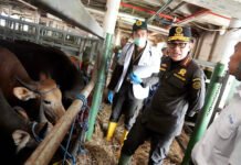 Jelang Iduladha, Ratusan Sapi dari NTT Masuk Jakarta, Barantin Pasang Rem Ketat PMK Kepala Badan Karantina Indonesia Abdul Kadir Karding meninjau pemeriksaan sapi kurban asal NTT di Pelabuhan Tanjung Priok, Jakarta Utara. Dok. Istimewa