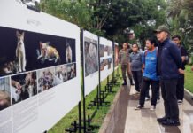 APFI 2026 Cibinong Sajikan Potret-Potret Kuat, Dedie Rachim Akui Tak Mudah Didapat Wali Kota Bogor Dedie Rachim meninjau pameran foto jurnalistik APFI 2026 di Cibinong. Foto: Pemkot Bogor